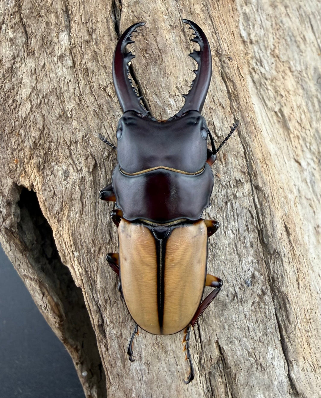 【WF4】《ブルイジンノコギリ原名亜種 50.5mm ペア》