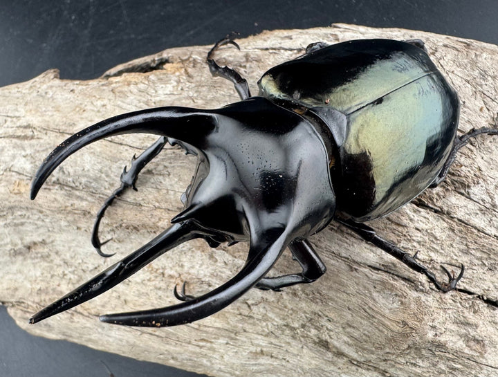 【WD】《スマトラコーカサスオオカブト 92mm B品ペア》