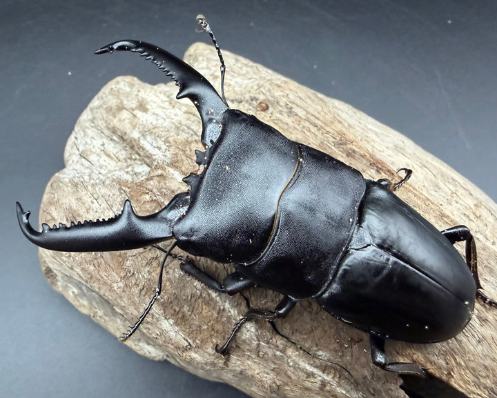 【WD】《パラワンオオヒラタ マンタリンガハン産 97mm ペア》