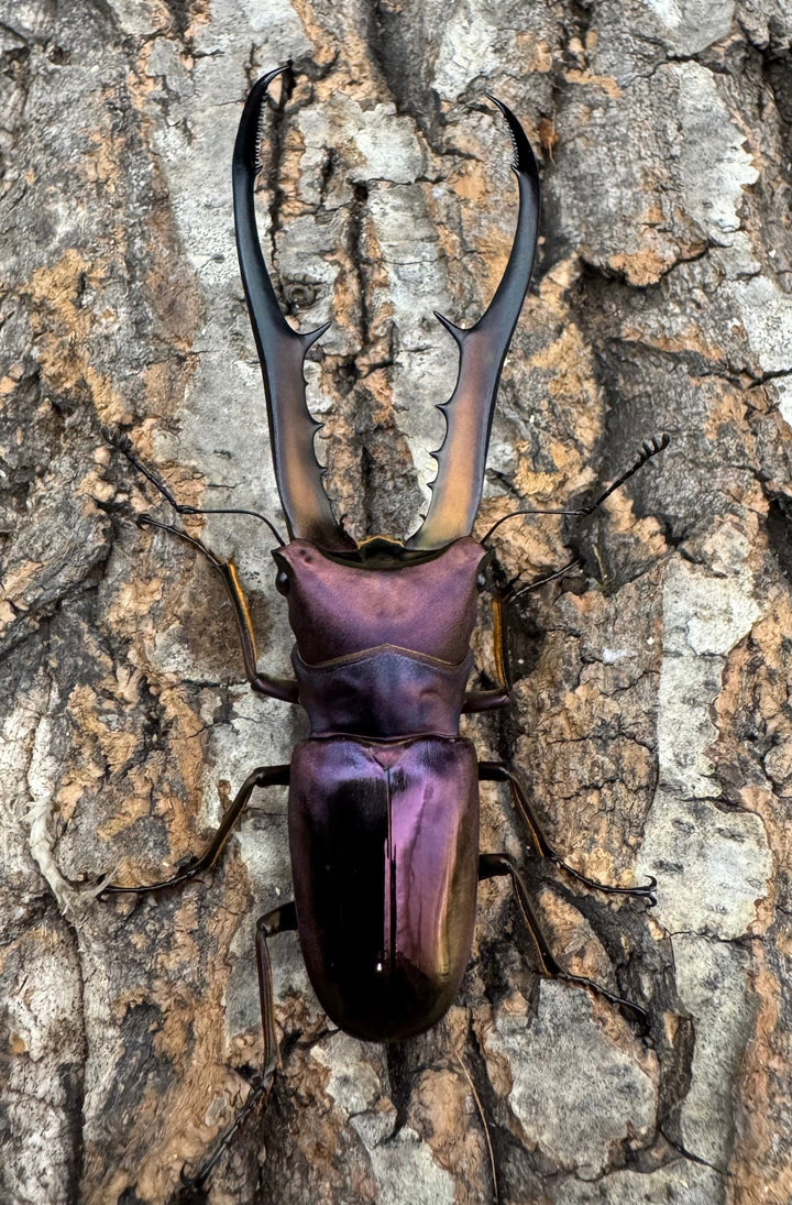 【美麗】《メタリフェルホソアカ 83.4mm ペア》セルヴォラン氏ブリード個体