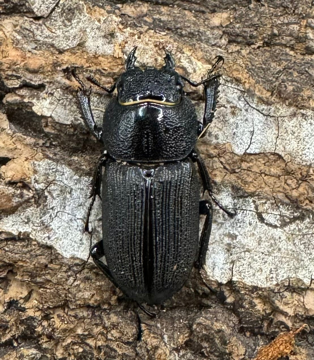 【WD】《ドルクス メンシウス 雅安市産 37mm ペア》