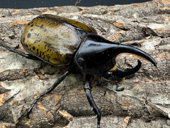 【WF2】《モロンオオカブト 71.5mm ペア》