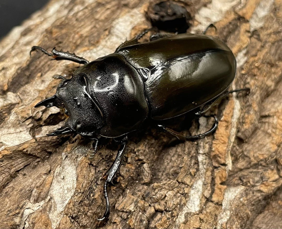 《ババオウゴンオニクワガタ 69mm ペア》