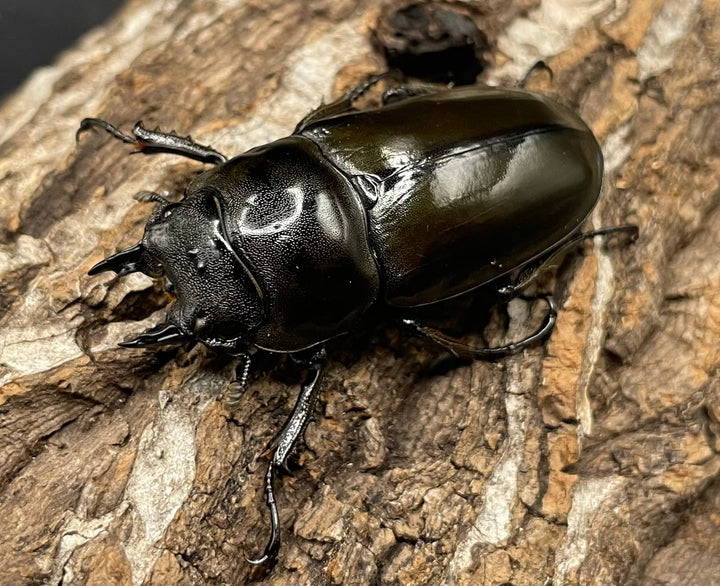 《ババオウゴンオニクワガタ 69mm ペア》