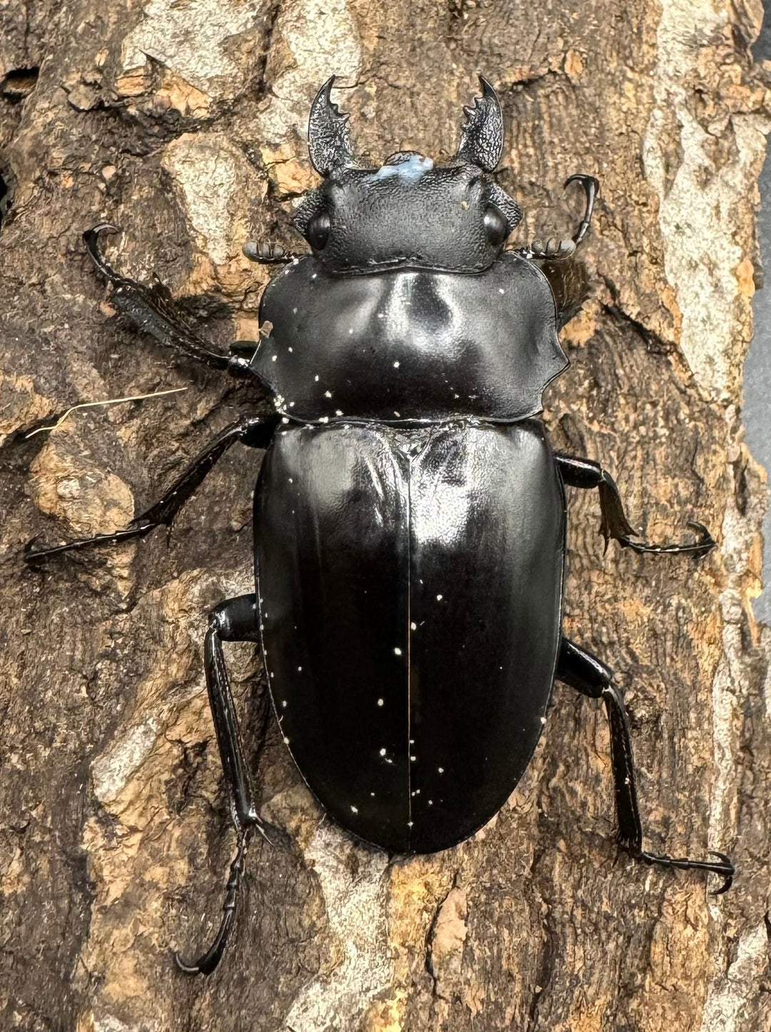 【WD】《アルケスツヤクワガタ 70mm ペア》