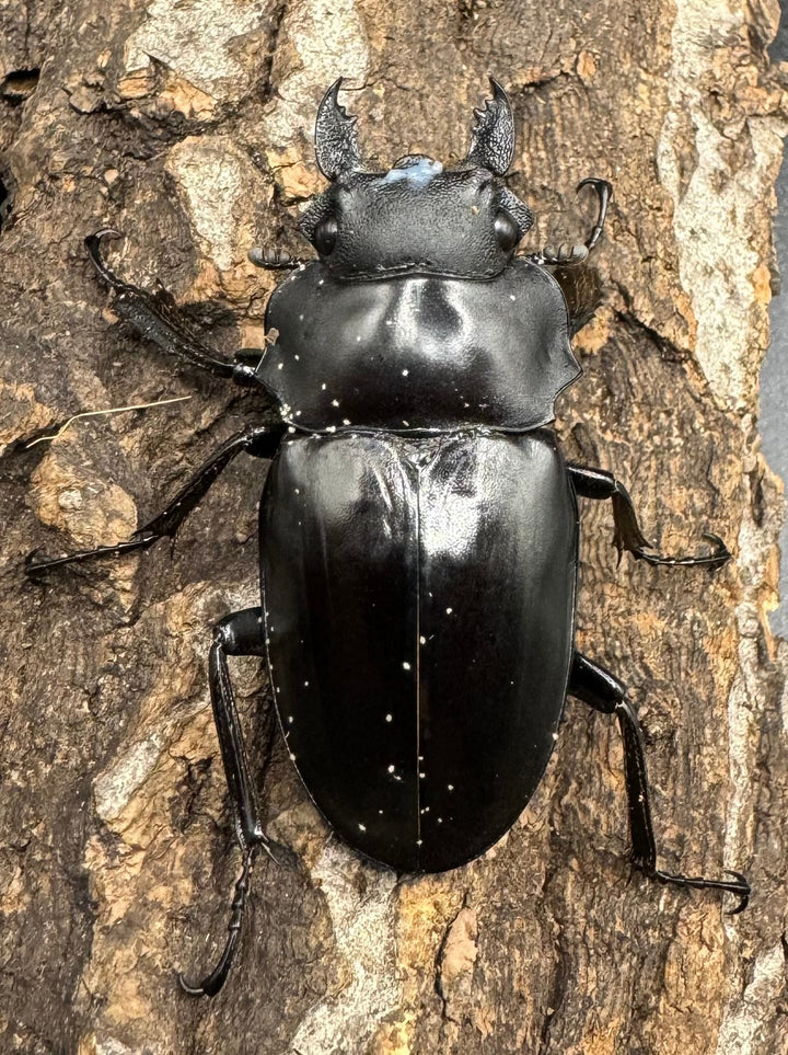 【WD】《アルケスツヤクワガタ 70mm ペア》