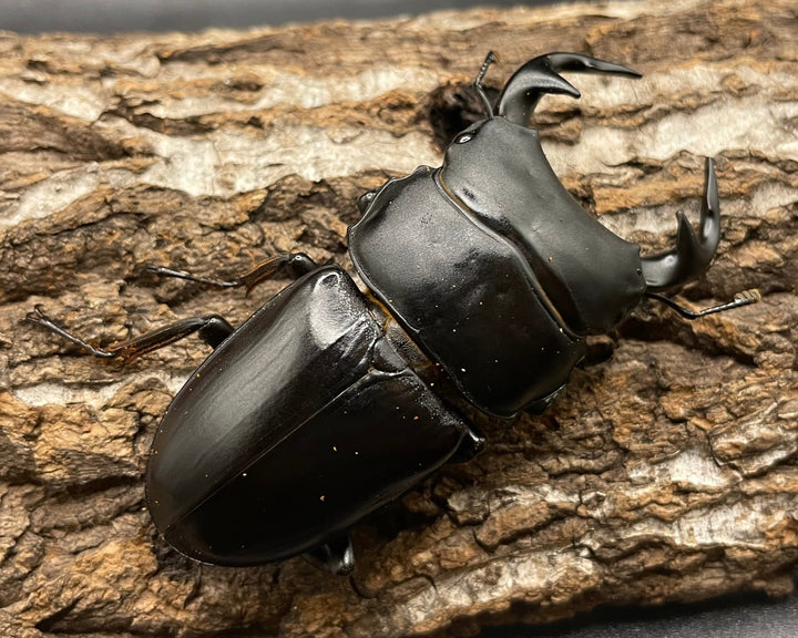 《インドグランディス亜種moriyai Garda95.0血統 77mm ペア》