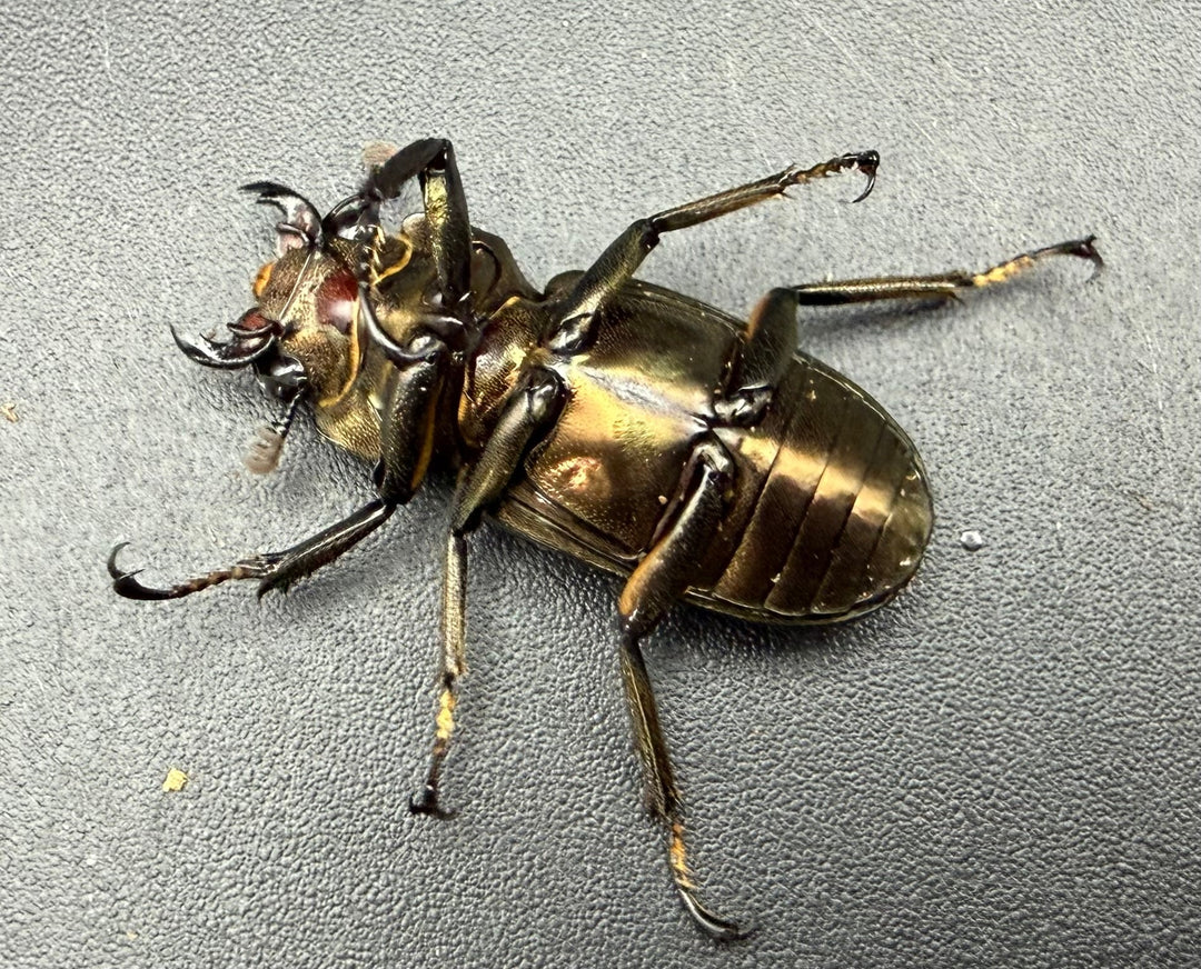 《メタリフェルホソアカ亜種サンギレンシス 70.5mm ペア》