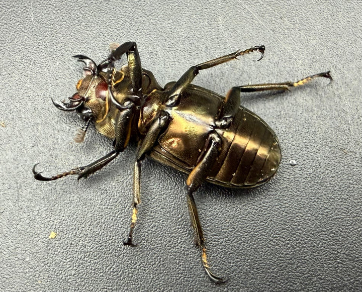 《メタリフェルホソアカ亜種サンギレンシス 70.5mm ペア》