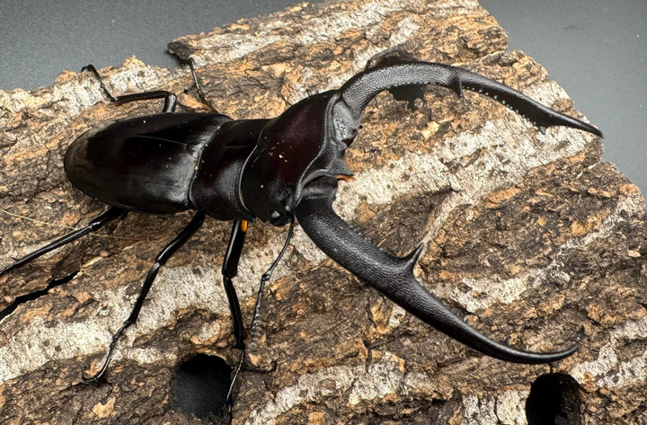 【WD】《マンディブラリスフタマタ 89.5mm ペア》