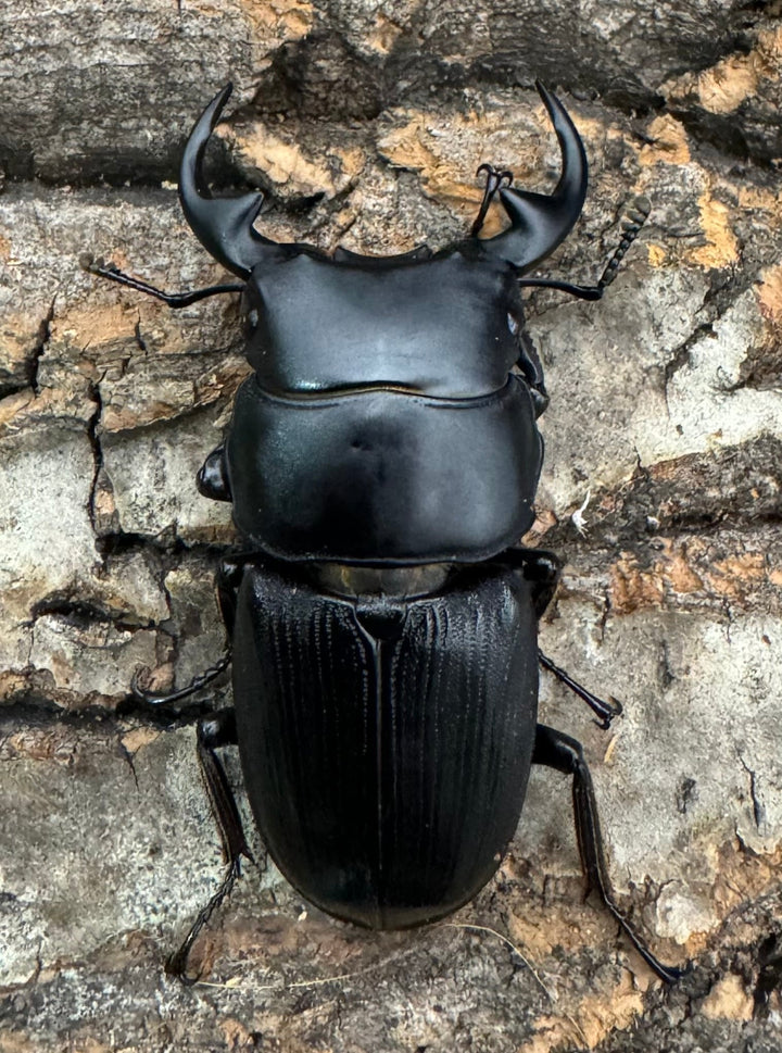 【WD】《ミンダナオパリーオオクワ  46mm ペア》