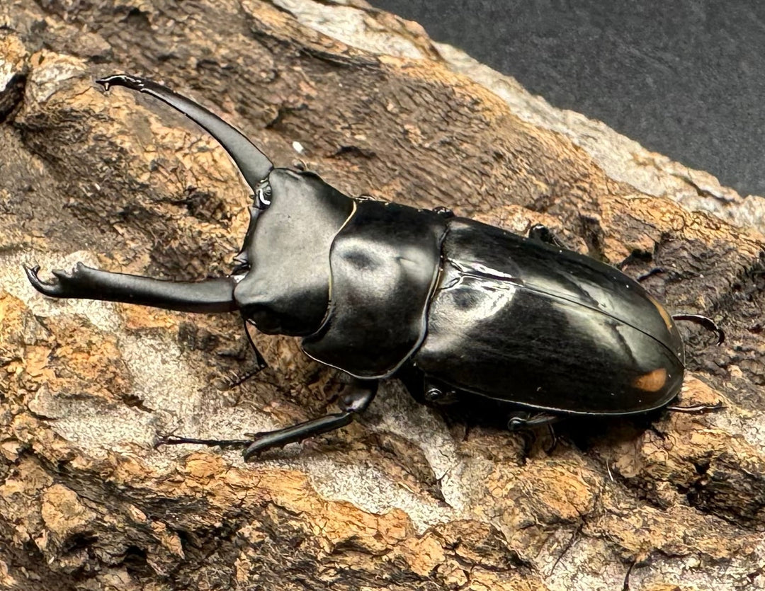 《ヒマラヤコクワ 39mm ペア＋♂おまけ》