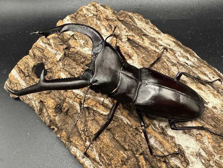 【WD】《マンディブラリスフタマタ 105mm ペア》