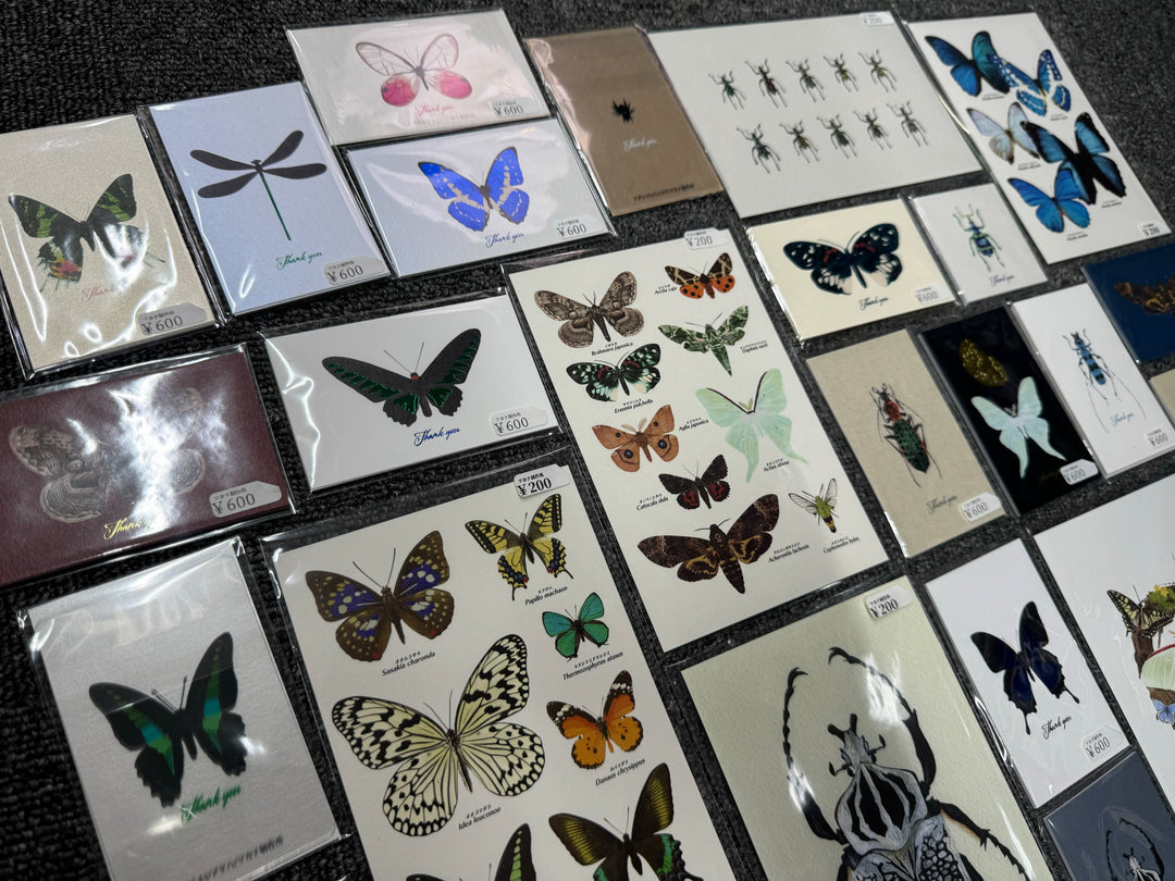 ポストカード 1枚入り（カタゾウムシ）