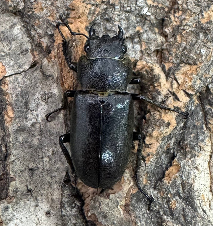 【WD】《メタリフェルホソアカ亜種finae 88.5mm ペア》