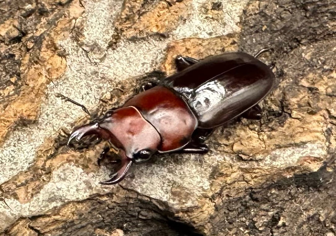 【WD】《モートゥオセスジ原名亜種 ペア》