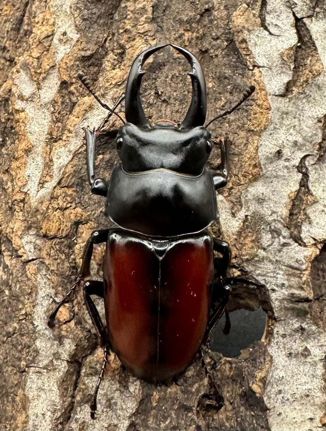 【WD】《チベット産 ドンキエルコクワ原名亜種 51mm ペア》