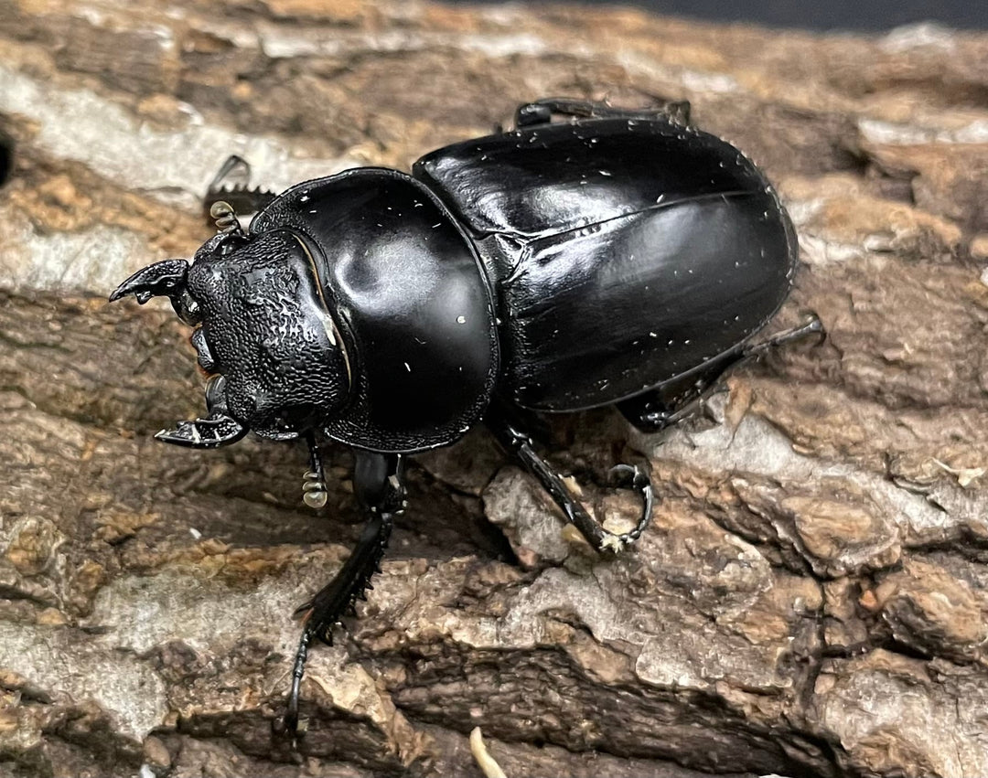 《ミャンマーアンタエウス Free ♂♀♀トリオ》