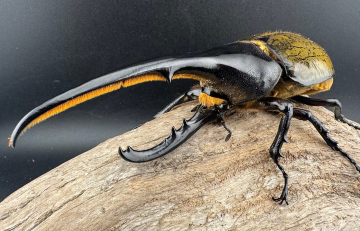 《ヘラクレス・ヘラクレス 147mm ペア》