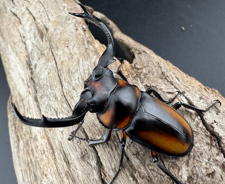 【WD】《スペキオススシカクワガタ 50mm ペア》