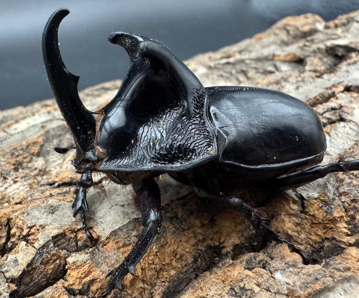 【WD】《オオツノメンガタカブト 59mm ペア》