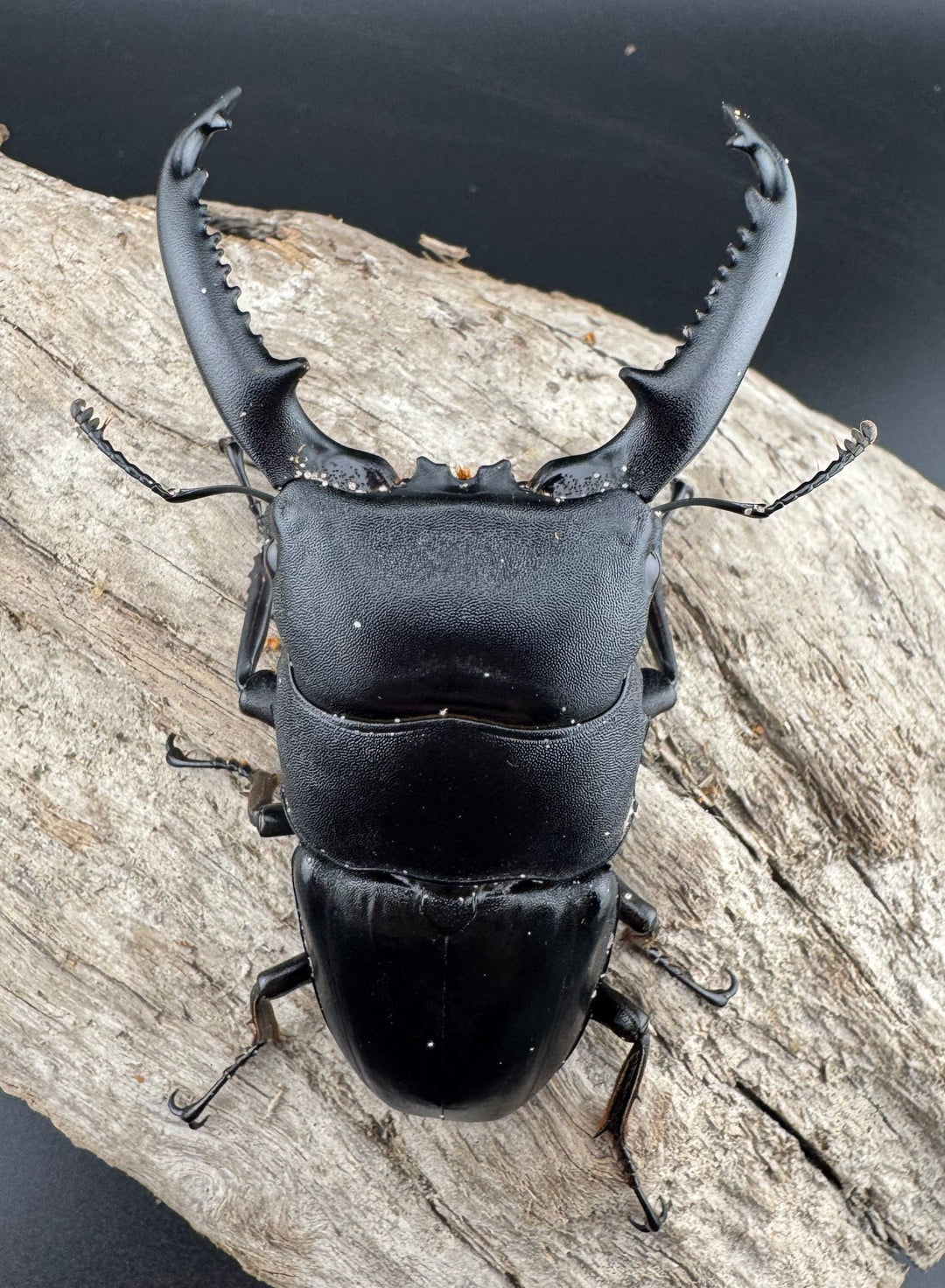 【WD】ロングホーン《パラワンオオヒラタ 84mm ペア》