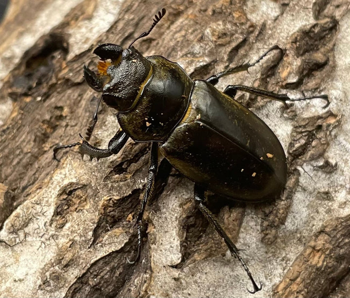 【WD】《ディルクミヤマクワガタ 48mm ペア》