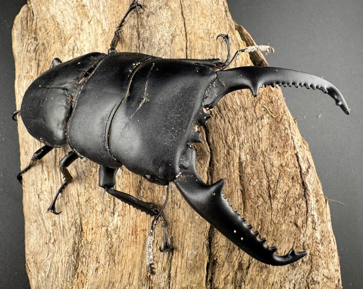 【WD】《パラワンオオヒラタ ガントン産 98mm ペア》