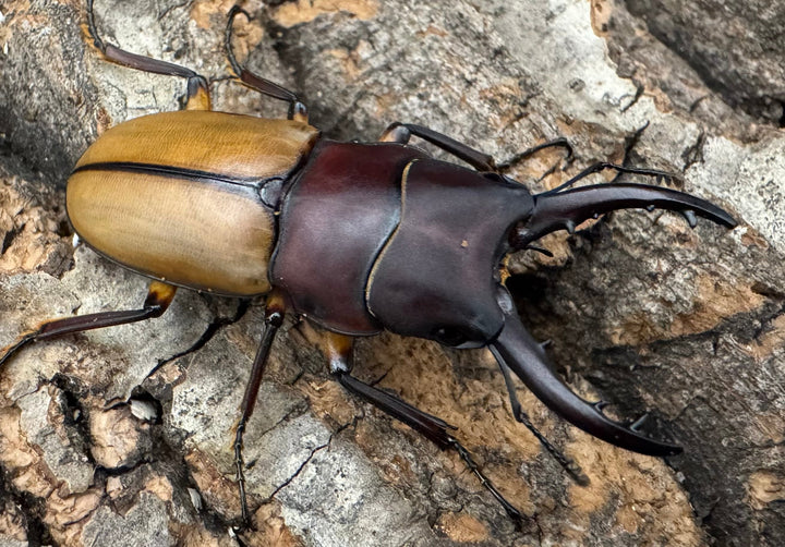 【WD】《ブルイジンノコギリクワガタ 40.5mm ペア》