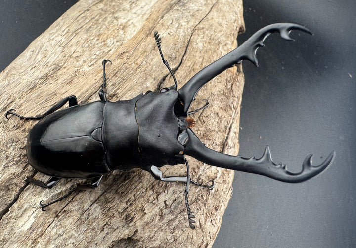 【WD】《 ギラファノコギリ亜種ボロブドゥール 83mm A’品ペア》