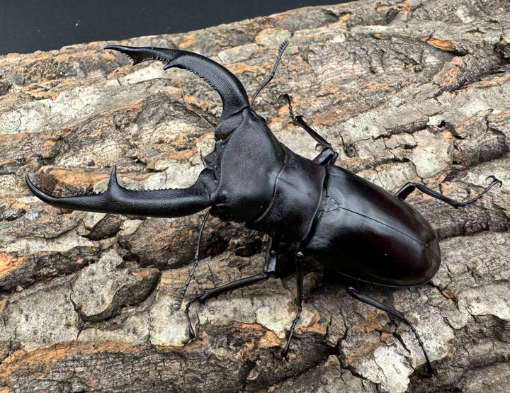 【WD】《マンディブラリスフタマタ 96.5mm ペア》