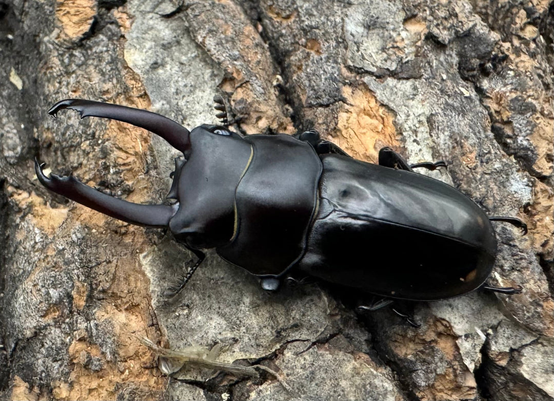 【WF1】《ビシグナートゥスコクワ APDV産 38mm ペア》Moro氏ブリード個体