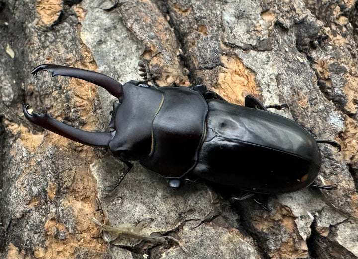 【WF1】《ビシグナートゥスコクワ APDV産 38mm ペア》Moro氏ブリード個体