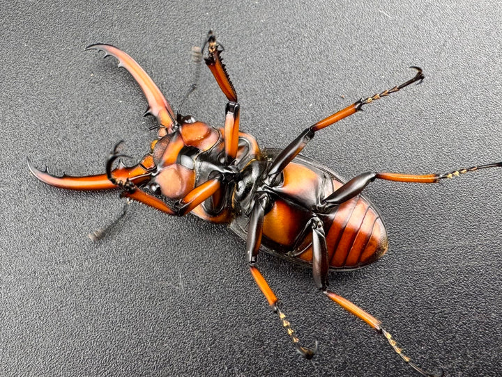 【WD】《アスタコイデスノコギリ ssp. 貴州省産 44.5mm ペア》