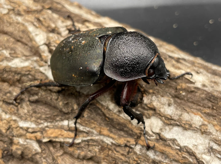 【WD】《ミンダナオアトラスオオカブト 90mmUP ペア》①