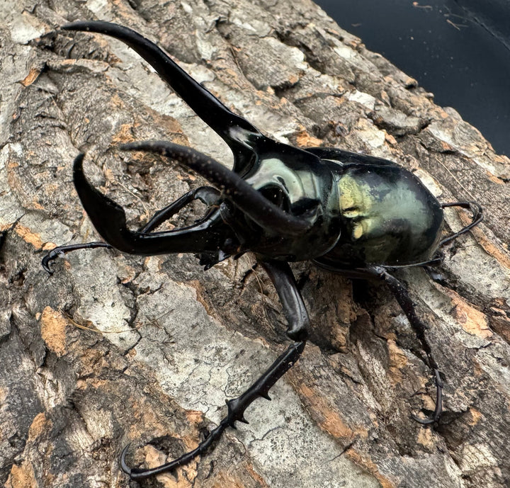 【WD】《ミンダナオアトラスオオカブト 92.5mm ペア》