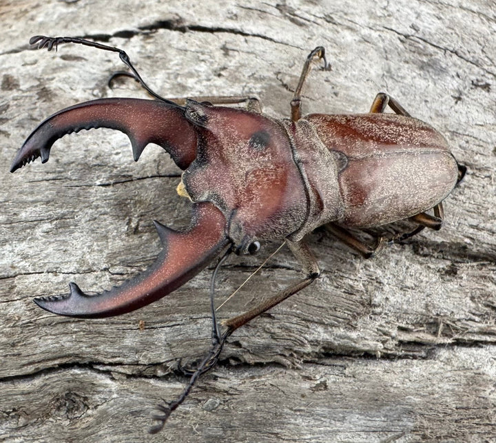 【WD】《スズムラホソアカ ロハス産 41mm ペア》