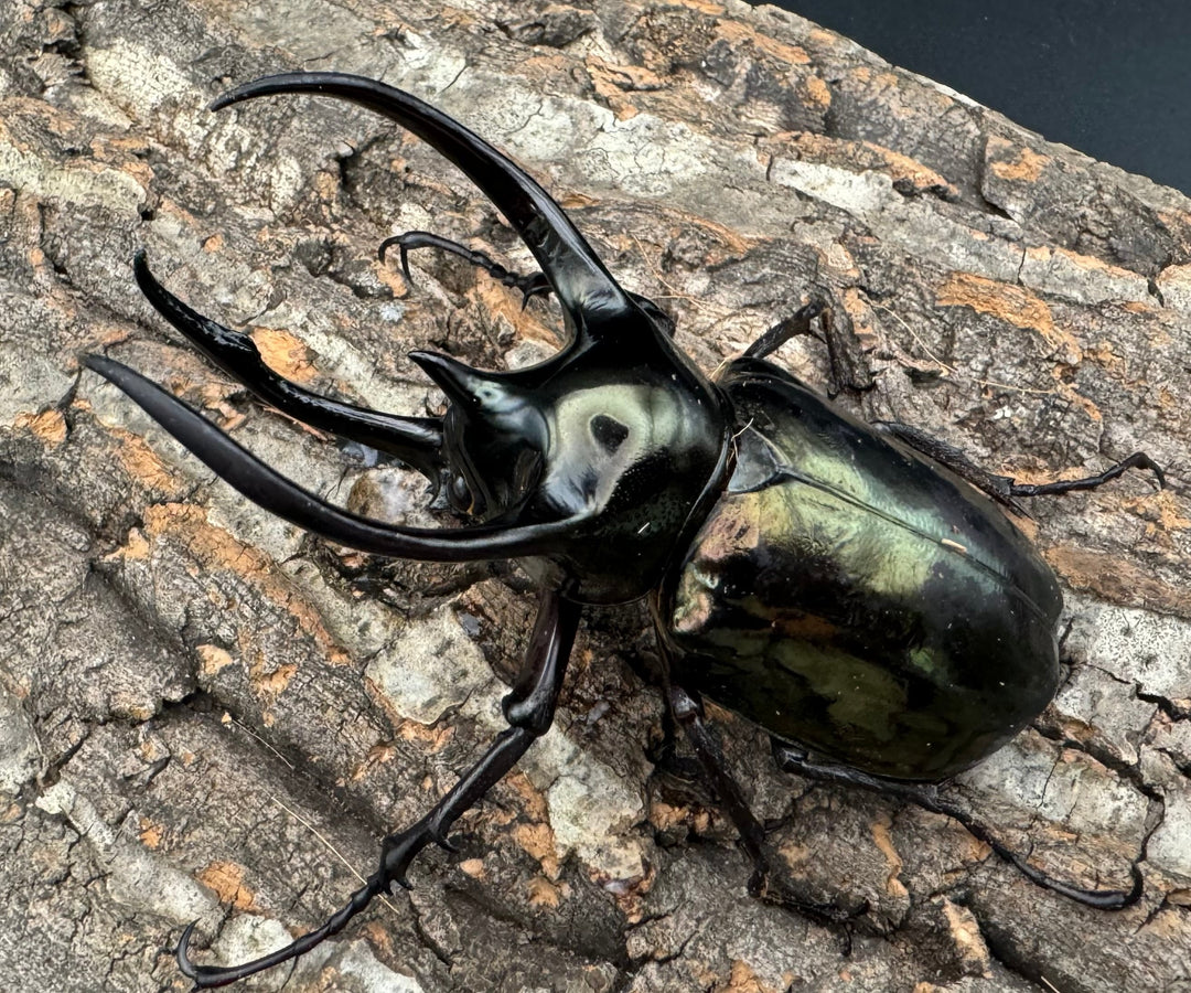 【WD】《ミンダナオアトラスオオカブト 97mm ペア》