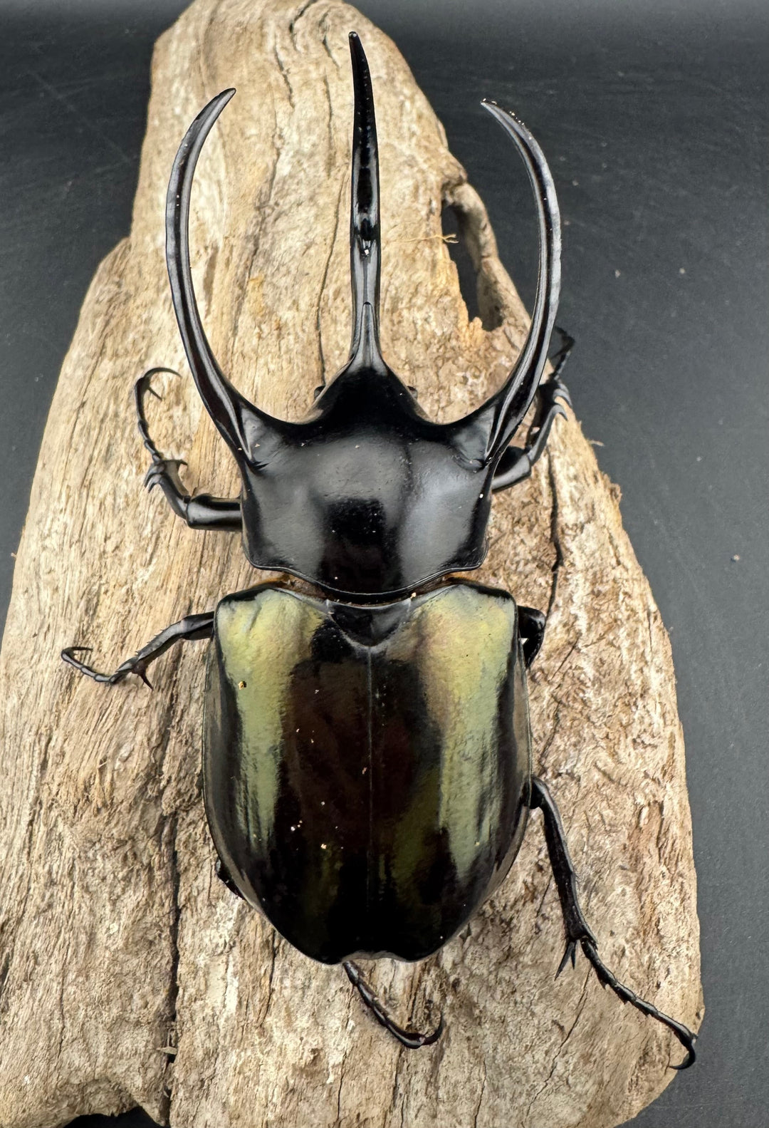 【WD】《スマトラコーカサスオオカブト 96mm ペア》