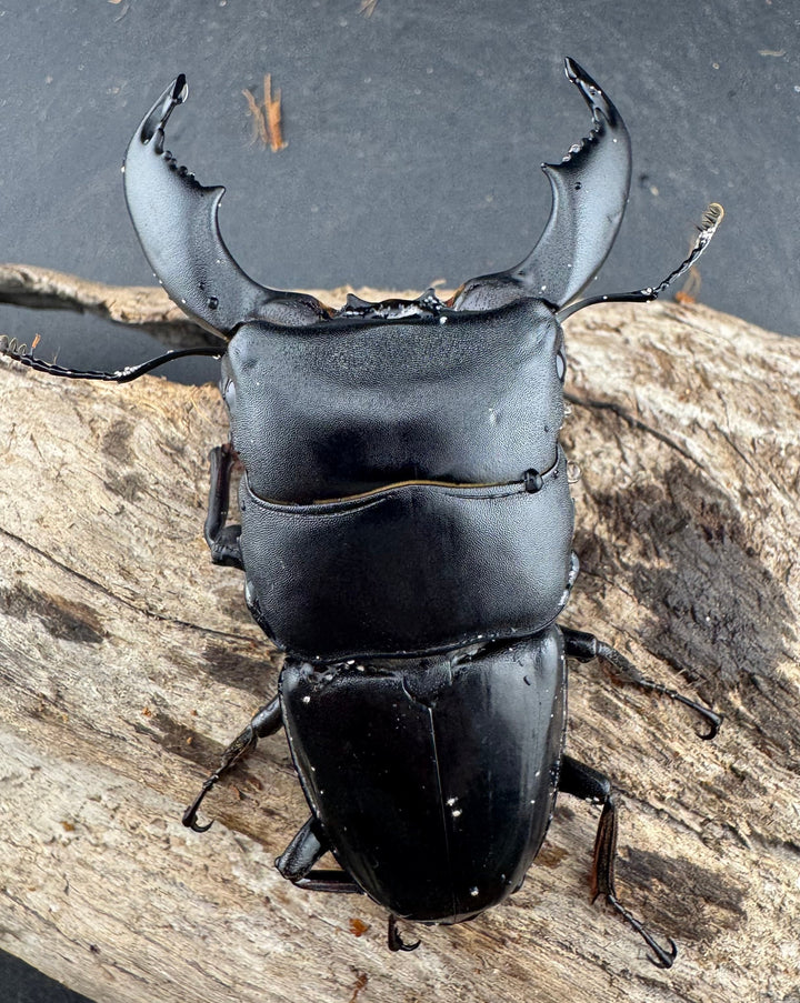 【WD】《スマトラオオヒラタ ベンクール産 77mm ペア》