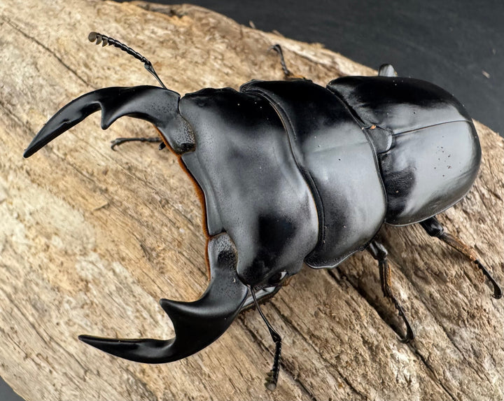 《マレーアンタエウスオオクワ 72mm ペア》