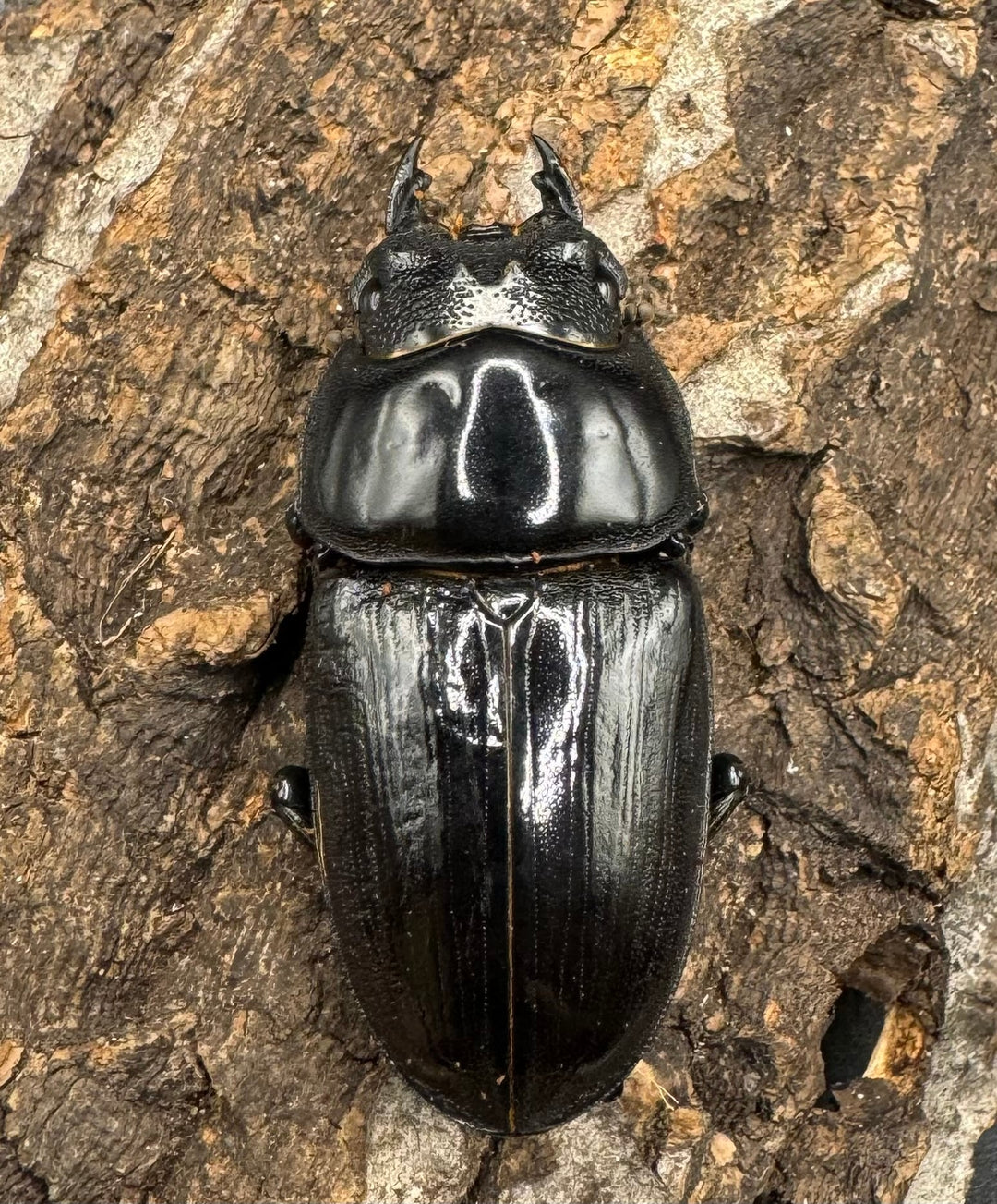 《オオクワガタ 川西血統 78mm ペア》ヒート氏ブリード個体