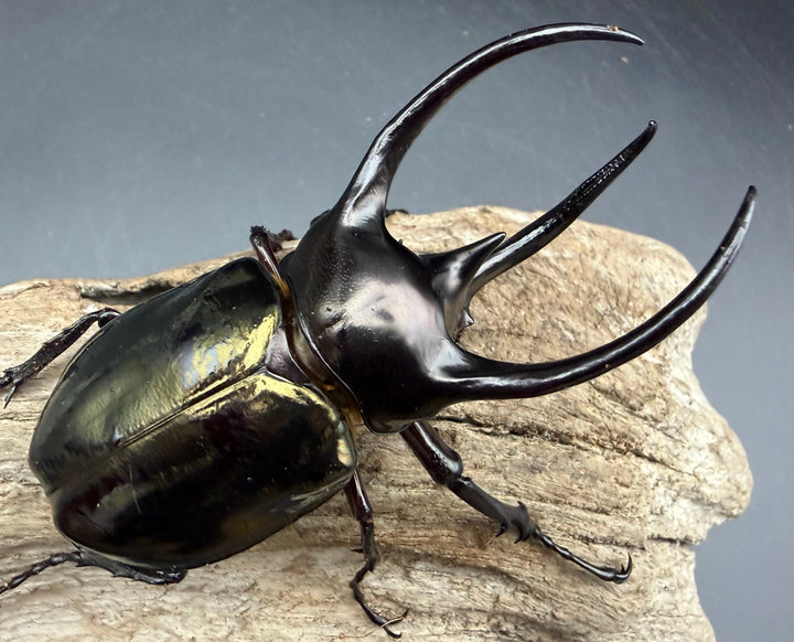 【WD】《ミンダナオアトラスオオカブト マラグサン産 96mm ペア》