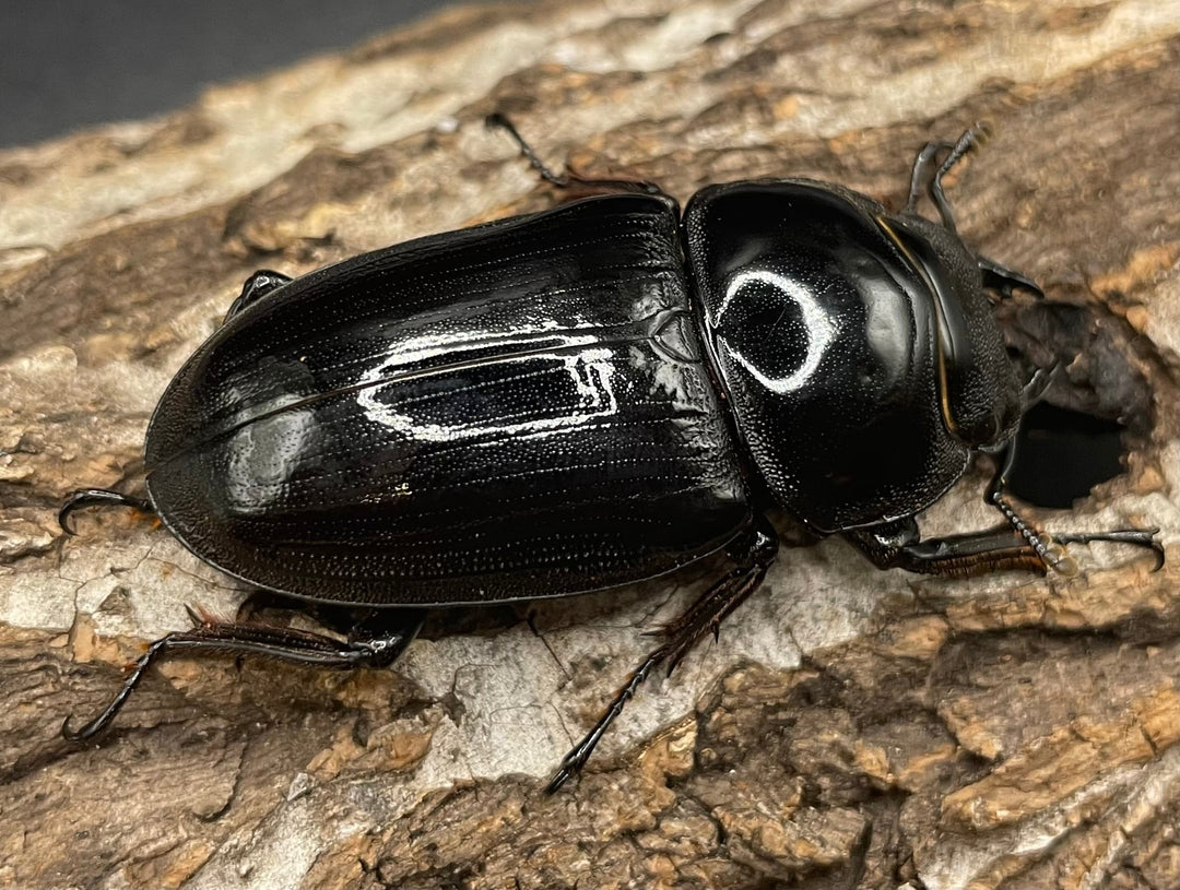 《インドグランディス亜種moriyai Garda95.0血統 80mm ペア》