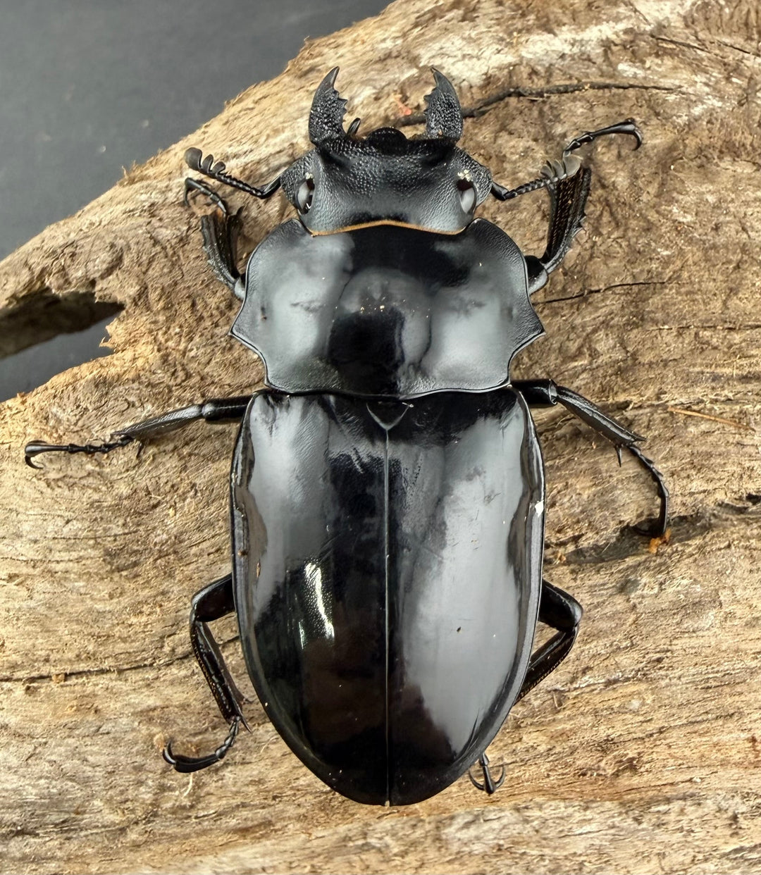 【WD】《ダールマンツヤクワガタ亜種セレベンシス 84.5mm ペア》