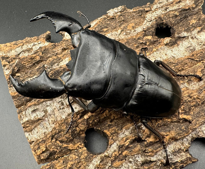 極太《スマトラオオヒラタ 90mm ペア》