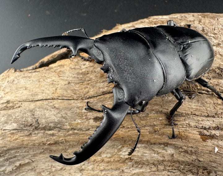 【WD】《パラワンオオヒラタ バタラザ産 87mm ペア》