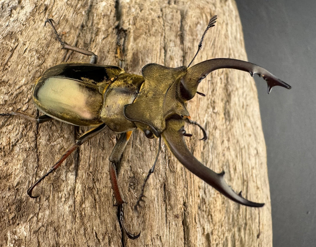 【WD】《メアレーミヤマ チベット産 50mm ペア》