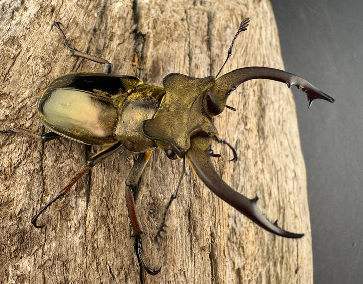 【WD】《メアレーミヤマ チベット産 50mm ペア》