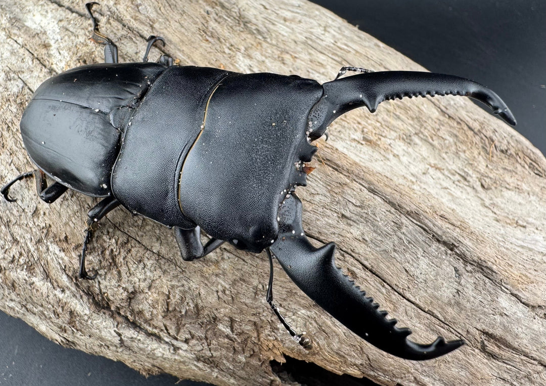 【WD】《パラワンオオヒラタ バタラザ産 85mm ペア》